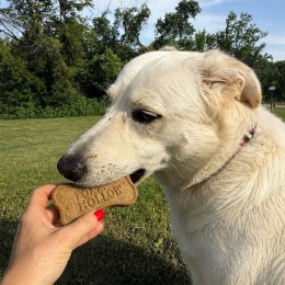 a person feeding a dog